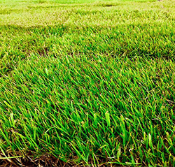 Zoysia